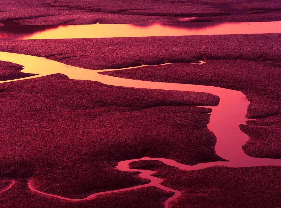 Where to Read 'Low Tide in Twilight' Officially